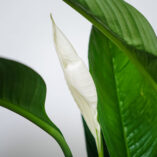 skrzydlokwiat-sensation-spathiphyllum
