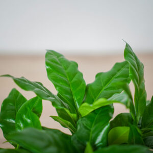 kawa-coffee-arabica