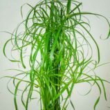 papirus-alternifolius-palmiasty