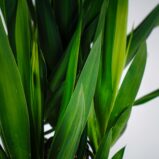 juka-yucca-gigant