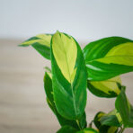 ctenanthe-golden-mosaic-baby