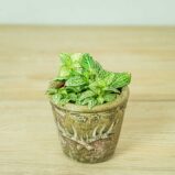 fittonia-snow-anne