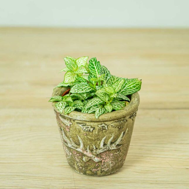 fittonia-snow-anne fittonia-snow-anne