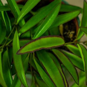 hoya-wayetii-longifolia-china-beans