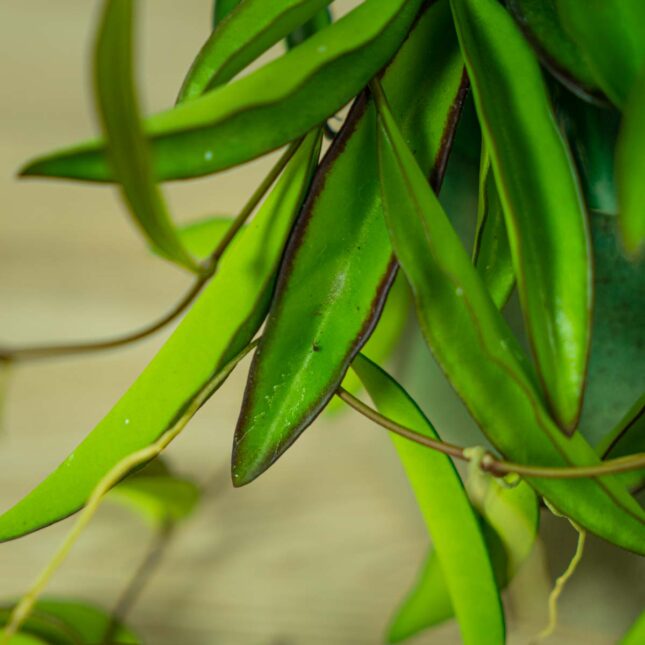 hoya-wayetii-longifolia-china-beans (4) hoya-wayetii-longifolia-china-beans