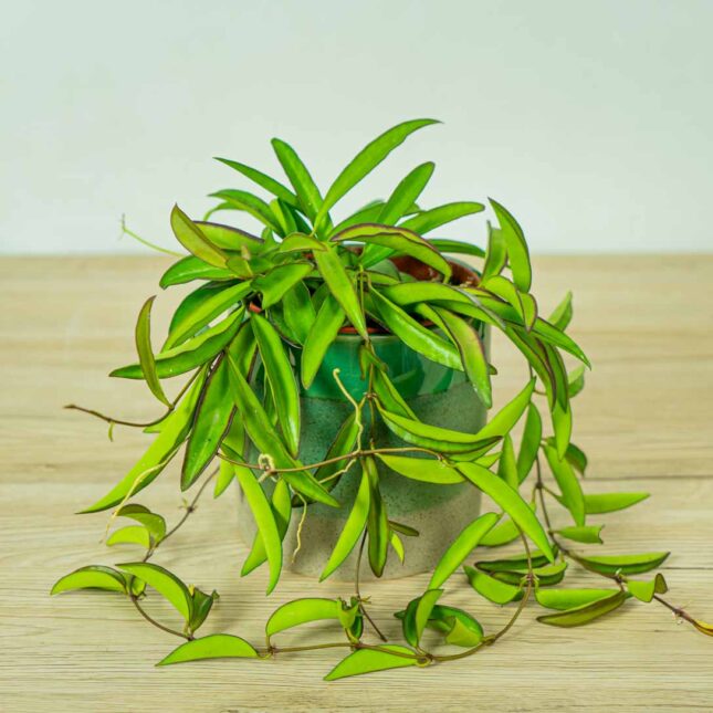 hoya-wayetii-longifolia-china-beans hoya-wayetii-longifolia-china-beans