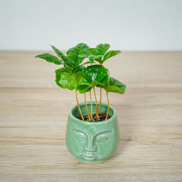 kawa-baby-coffee-arabica