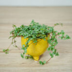 pilea-glaucophylla-greyzy