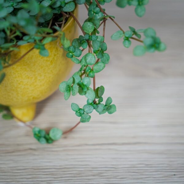 pilea-glaucophylla-greyzy (3) pilea-glaucophylla-greyzy