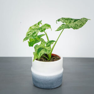 syngonium-mottled-mojito