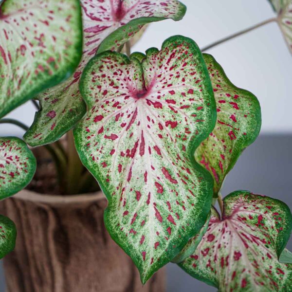caladium-heart-and-soul caladium-heart-and-soul