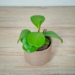 hoya-kerrii
