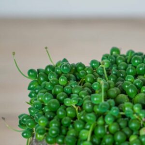 senecio-rowleyanus-starzec-rowleya