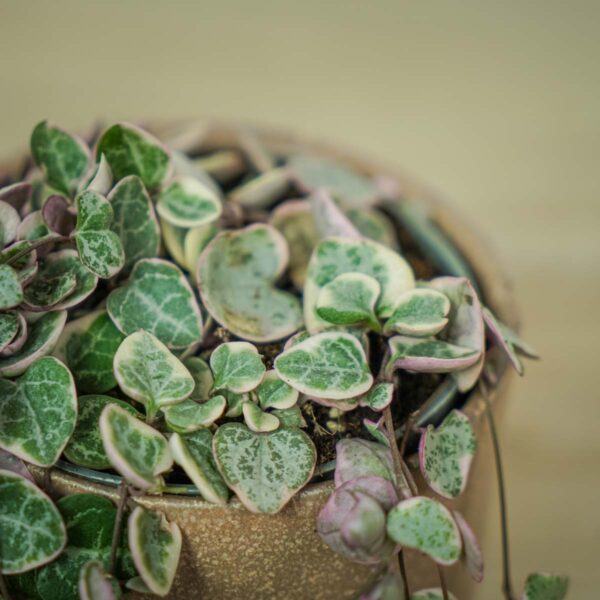 ceropegia-woodii-variegata ceropegia-woodii-variegata
