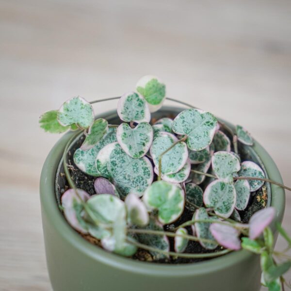 ceropegia-woodii-variegata ceropegia-woodii-variegata