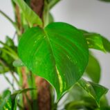 epipremnum-zlociste-na-paliku-epipremnum-aureum-gigant