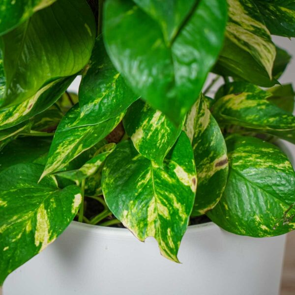 epipremnum-zlociste-na-paliku-epipremnum-aureum-gigant epipremnum-zlociste-na-paliku-epipremnum-aureum-gigant