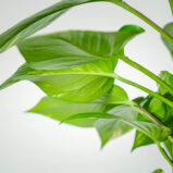 epipremnum-zlociste-na-paliku-epipremnum-aureum-gigant