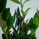 zamioculcas-raven-zamiokulkas