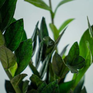 zamioculcas-raven-zamiokulkas