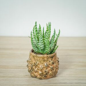 aloes-niski-aloe-humilis