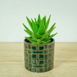 aloes-perfoliata-aloe