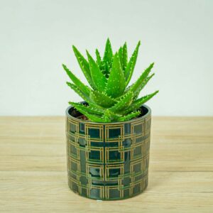 aloes-perfoliata-aloe