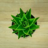 aloes-perfoliata-aloe