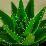 aloes-perfoliata-aloe