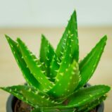 aloes-perfoliata-aloe