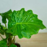 alokazja-low-rider-alocasia