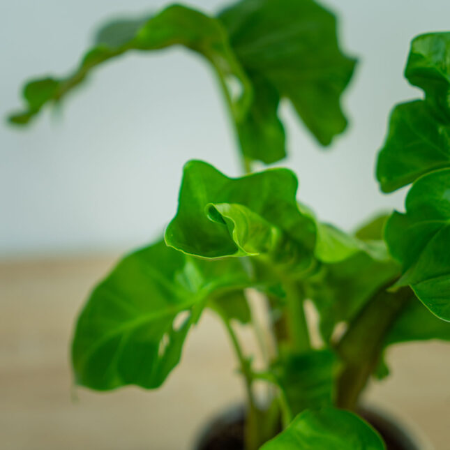 alokazja-low-rider-alocasia (3) alokazja-low-rider-alocasia