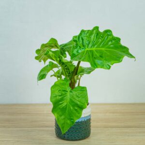 alokazja-low-rider-alocasia