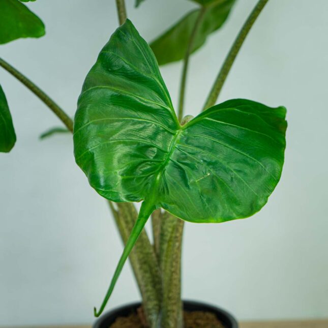 alokazja-macrorrhiza-stingray-alocasia (3) alokazja-macrorrhiza-stingray-alocasia