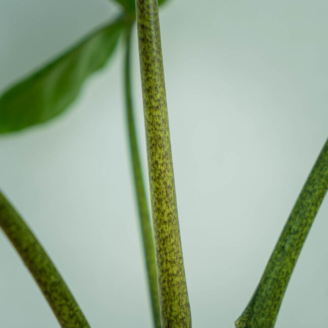 alokazja-macrorrhiza-stingray-alocasia (4) alokazja-macrorrhiza-stingray-alocasia