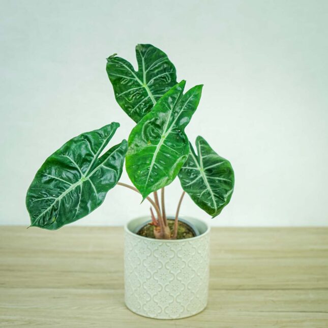 alokazja-pink-dragon-alocasia alokazja-pink-dragon-alocasia