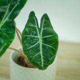 alokazja-pink-dragon-alocasia