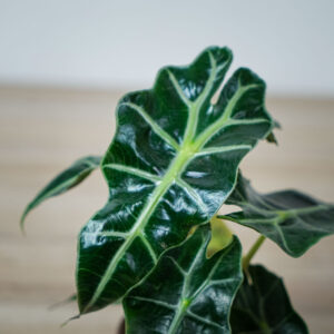 alokazja-polly-baby-alocasia