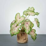 caladium-heart-and-soul