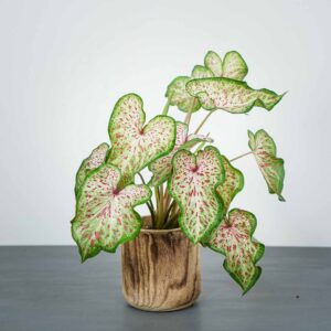 caladium-heart-and-soul