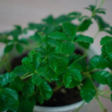 cissus-pasiasty-parthenocissus-striata