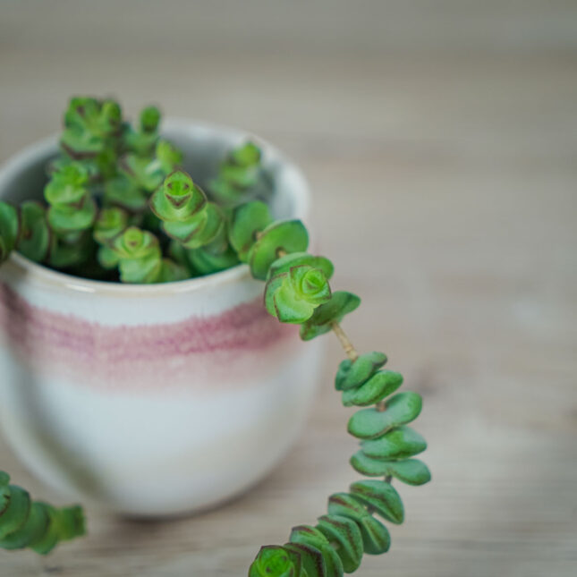 crassula-marnieriana-hottentot-baby (2) crassula-marnieriana-hottentot-baby