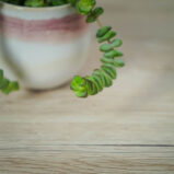 crassula-marnieriana-hottentot-baby