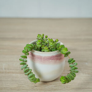 crassula-marnieriana-hottentot-baby