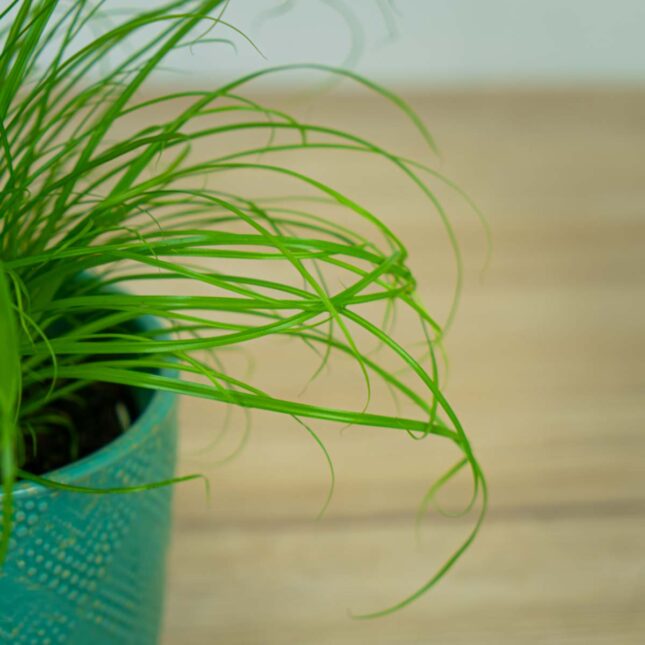 cyperus-zumula-kocia-trawa (3) cyperus-zumula-kocia-trawa