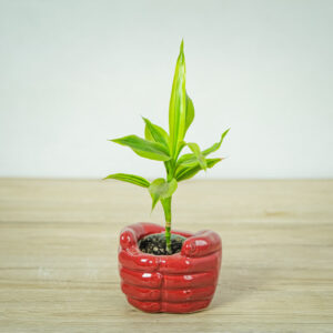 dracena-sanderiana-gold-dracaena