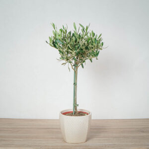 drzewko-oliwne-olea-europea