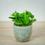 epipremnum-godzilla-shangri-la