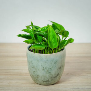 epipremnum-godzilla-shangri-la