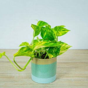 epipremnum-hicolor-golden-queen